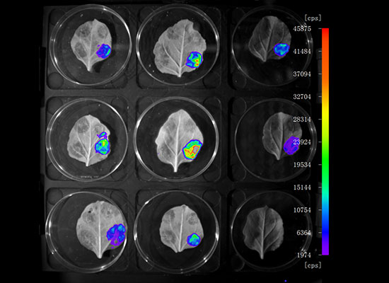 DYNAPLANT 植物幼苗高通量动态成像分析系统 Luciferase化学发光强度的分布